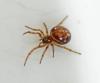 Steatoda bipunctata